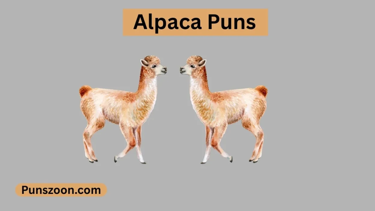 Alpaca Puns
