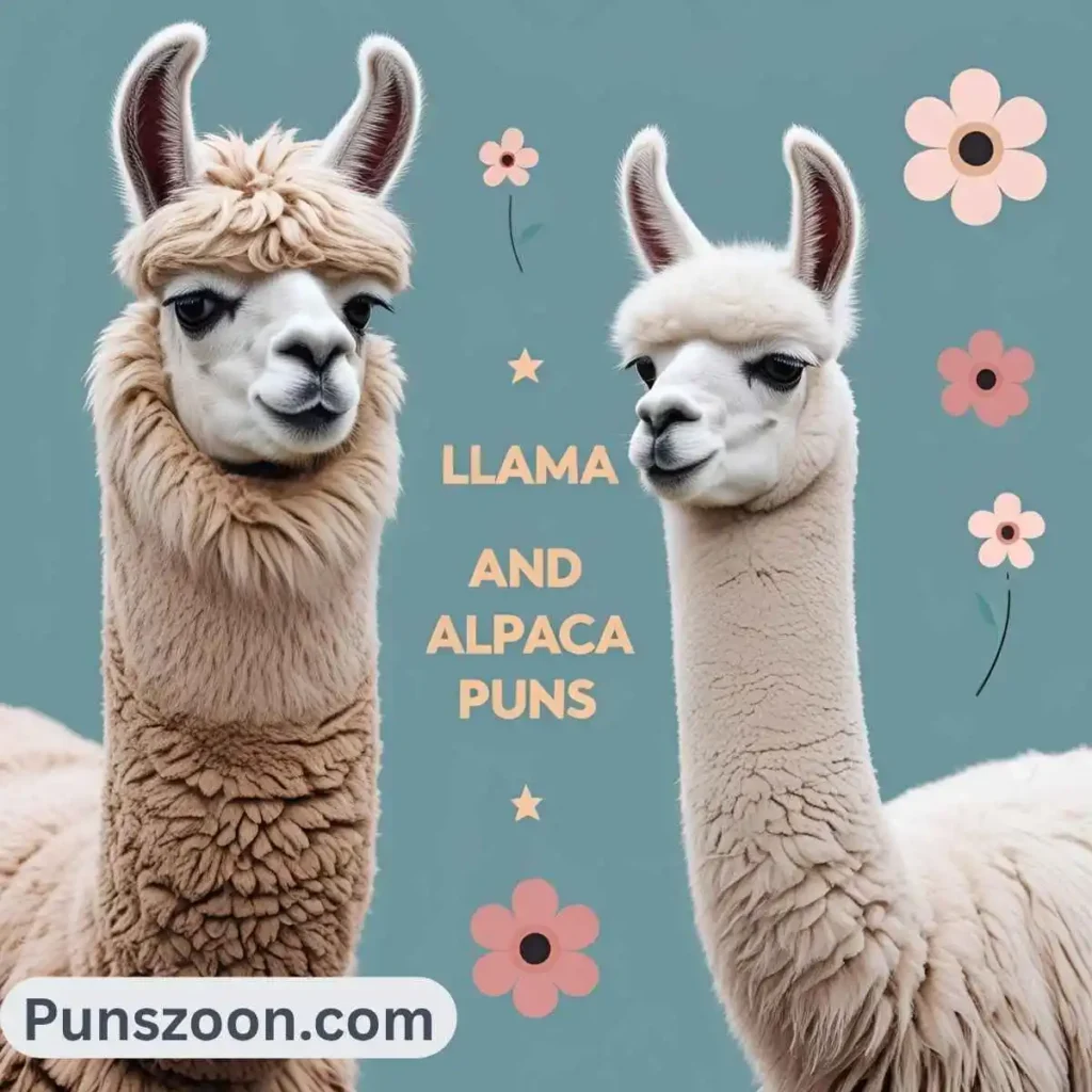 Llama and Alpaca Puns