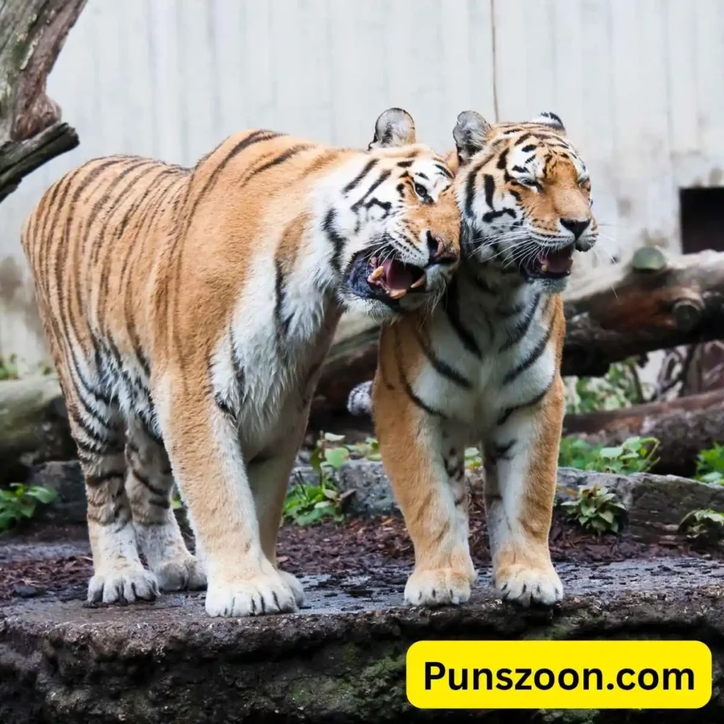 Tiger Puns Love