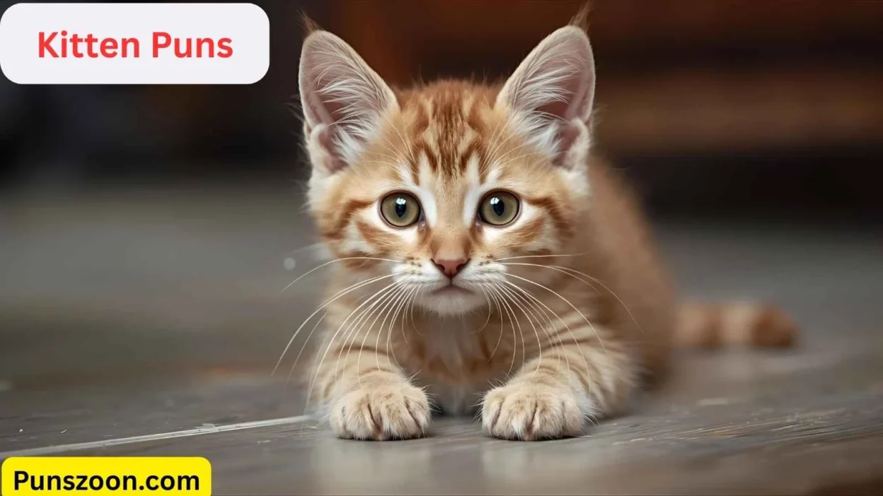 Kitten Puns