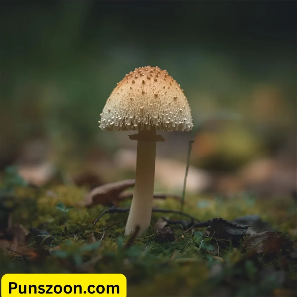 Mushroom Puns One Liners