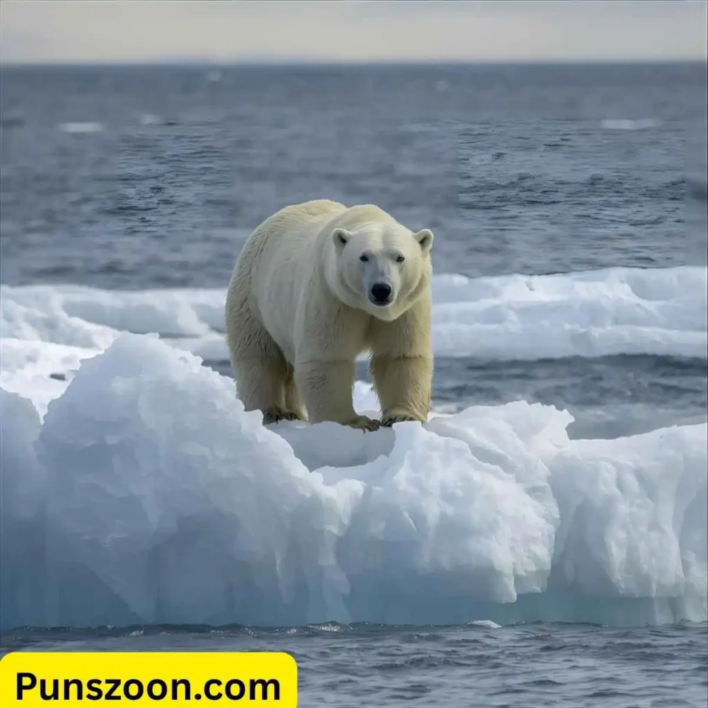 Polar Bear Puns
